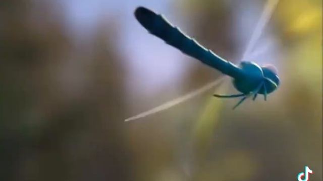 V1c044g50000d6paamvog65vkpvmjsu0