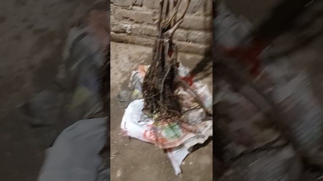 Очередное приобретение, персик, виноград.