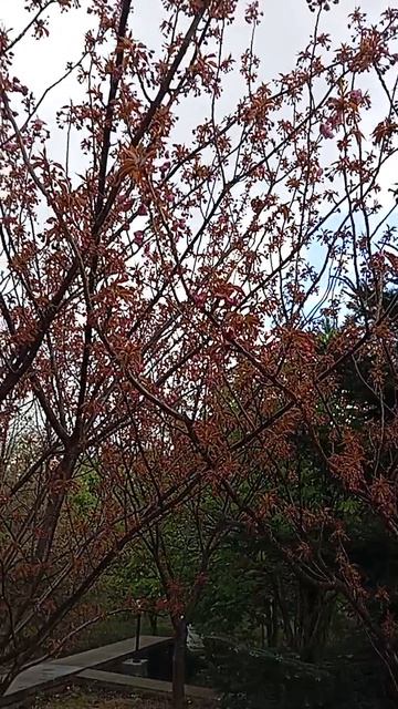 1000007515.mp4 Крым. Парк ТОК Судака.