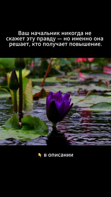 Ваш начальник никогда не скажет