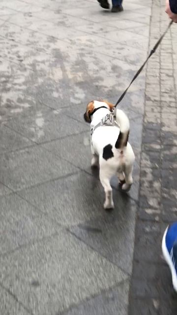 Щенки!!!🐶🫶🏻🥰 #щенки #веселовместе #добро #гуляем