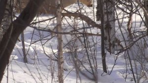 Охота с камерой,мои трофеи.