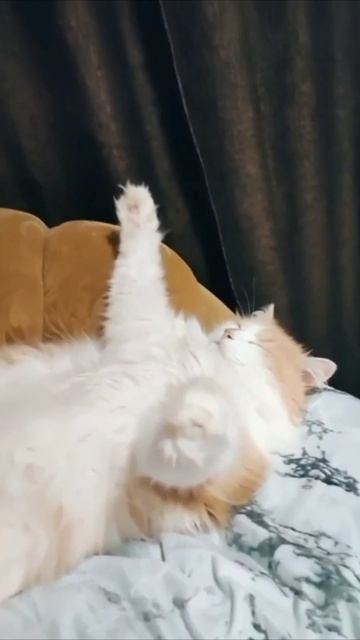 Смешные коты #118-5