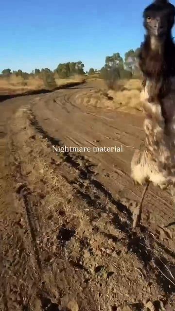 Думала Сова)