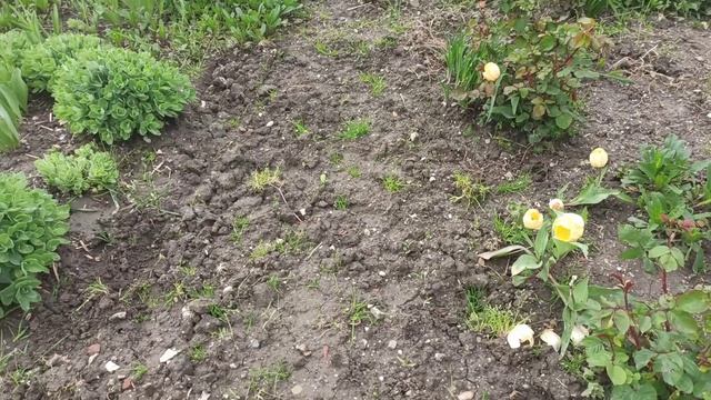 Ещё один из моих цветников!