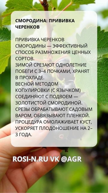 Смородина: прививка черенков