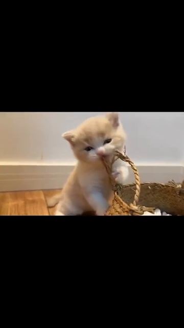 Клип @meowtaverse