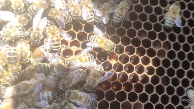 вторая часть весенняя выравнивая пчелиных семей