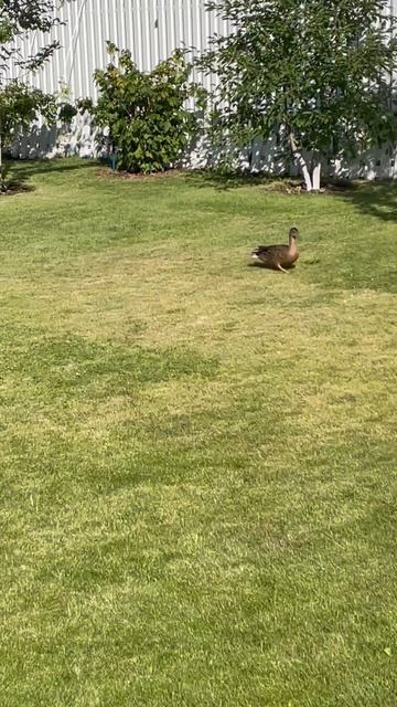 К нам прилетела чья-то утка…🦆