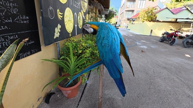 18. Мальдивы Ноябрь 2025. Остров Тодду. Попугай у Кафе