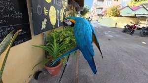 18. Мальдивы Ноябрь 2025. Остров Тодду. Попугай золотым кольцом хвастается