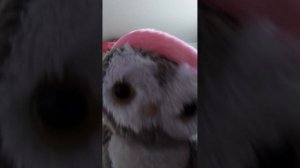 Живо игрушки 3+ трейлер