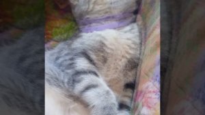 У меня умер кот... И я сделала для него эдит