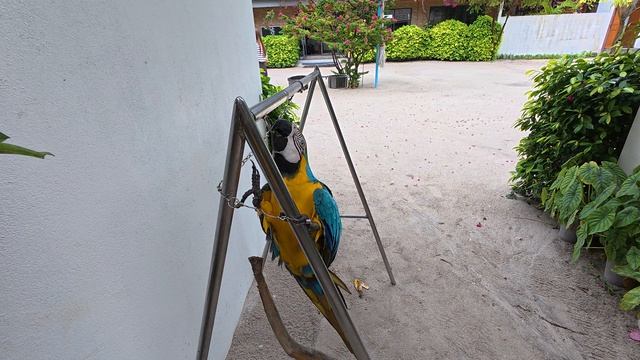 17. Мальдивы Ноябрь 2025. Остров Тодду. Попугай