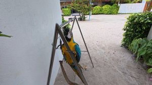 17. Мальдивы Ноябрь 2025. Остров Тодду. Попугай