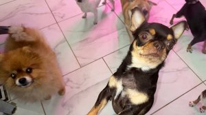 Все с удовольствием похрустели огурчиками.