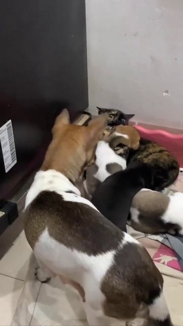 НАШИ ЖИВОТНЫЕ. 20.04.2026г. 🥰🥰🥰 Они для нас СТРАНИЦА В ЖИЗНИ, а мы для них И ЕСТЬ ВСЯ ЖИЗНЬ! 🤥🤗