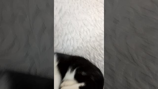 0c83464c-6c14-4453-b4c7-b38ec3a87021-1_all_2706.mp4