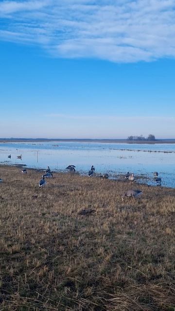 весенняя охота. ждём гуся.