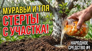 Муравьи навсегда покинут ваш огород секретный метод уничтожения колонии, о котором все молчали.