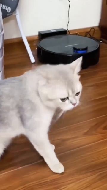 СМЕШНЫЕ КОТЫ 😺 2026 ЛУЧШИЕ ПРИКОЛЫ С КОТАМИ ,КОШКАМИ ,ЖИВОТНЫЕ,СМЕШНЫЕ ВИДЕО