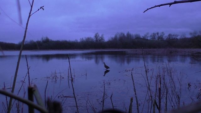 Охота с подсадной уткой. Одним кадром.