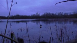 Охота с подсадной уткой. Одним кадром.