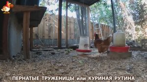 Куриная рутина – что делают куры на выгуле 😂 эпизод (155)
