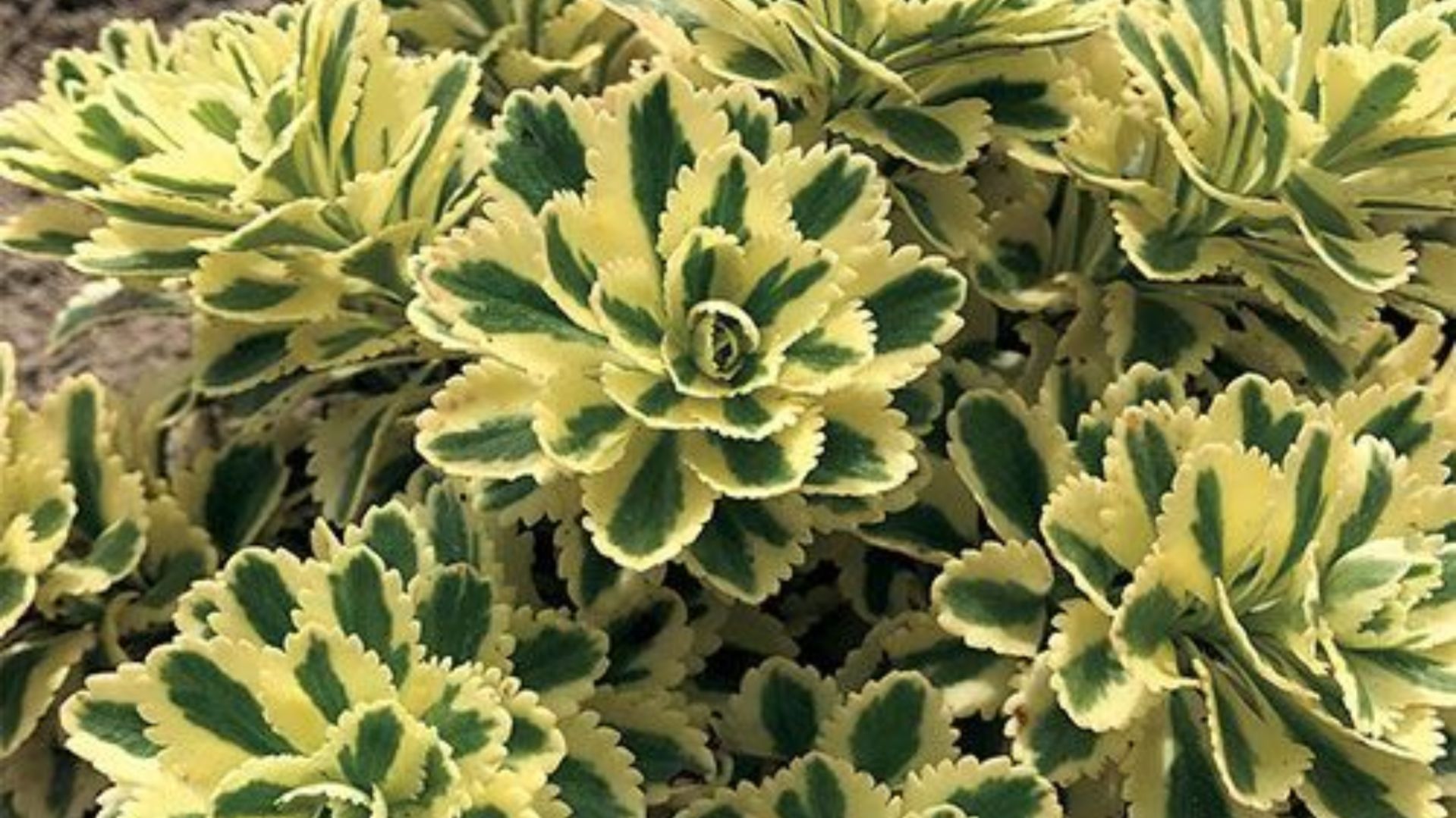 Цветы для ленивых: 5 неприхотливых цветов для дачи