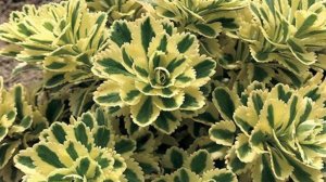 Цветы для ленивых: 5 неприхотливых цветов для дачи