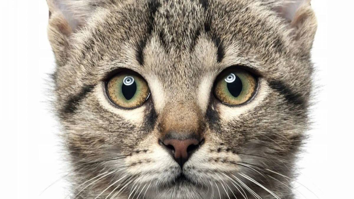 опять стрим!)