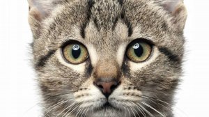 опять стрим!)