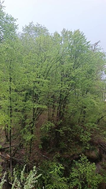 Адлер, с утра дождь, температура +10,6