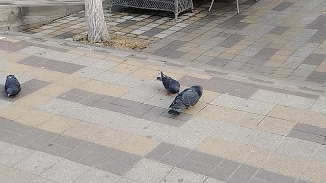 Чудо природы, любовь