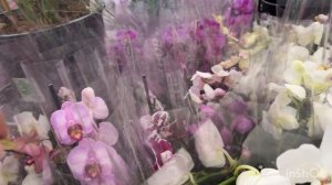 OBI Краснодар ОЧЕНЬ МНОГО ОРХИДЕЙ! Но почему я вернулась с пустыми руками ?