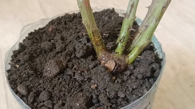 Плетистая роза. Спасаем после зимовки. Мой первый опыт.