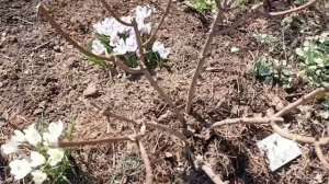 Побелили деревья в саду и повязали на них ловушки.