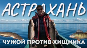 Рыбалка в Астрахани | Не клевал судак, уехали на сазана