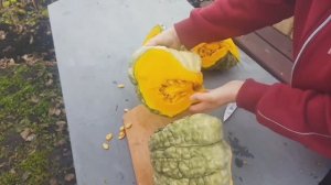 Любителям тыквы сорт "Марина из Киоджа". Посев на рассаду.