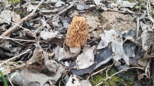 сходила посмотреть грибочки Сморчки