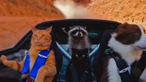 Мохнатые Гонщики