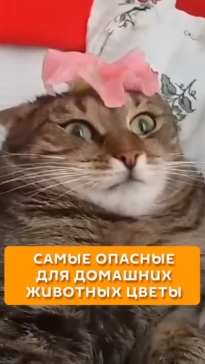 Самые опасные для домашних животных цветы