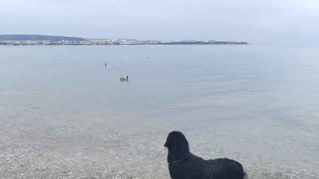 Гуляю с собаками