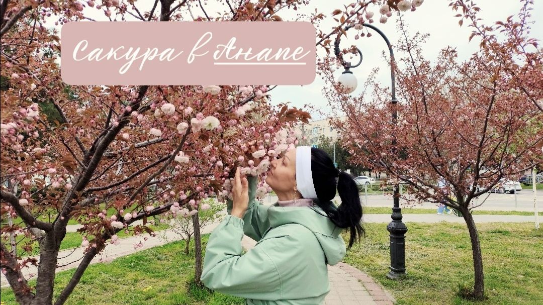 Цветение Сакуры в Анапе, море и плачущая скала