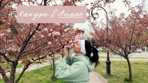 Цветение Сакуры в Анапе, море и плачущая скала