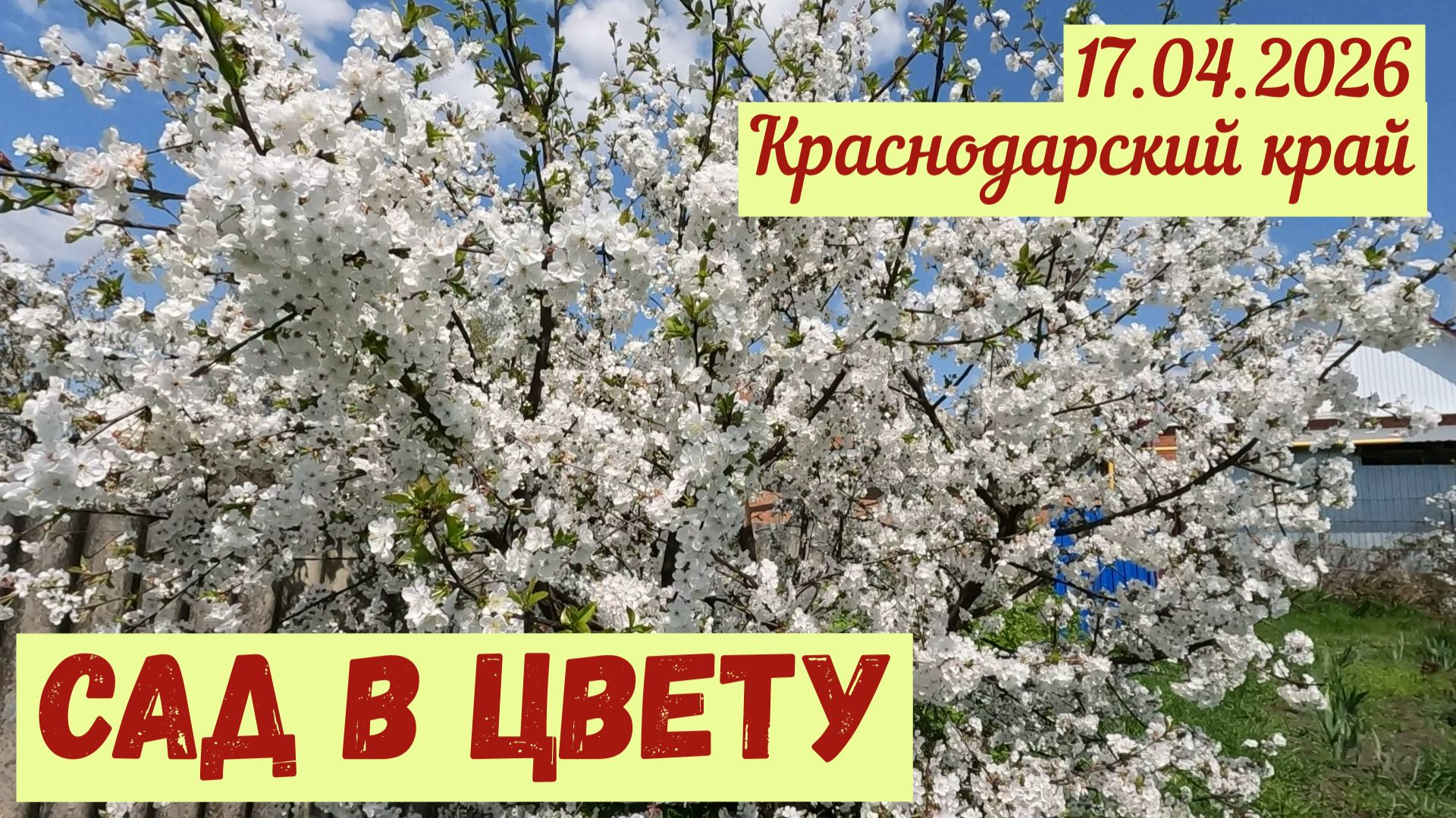 Краснодарский край. НАШ САД В ЦВЕТУ (17.04.2026)