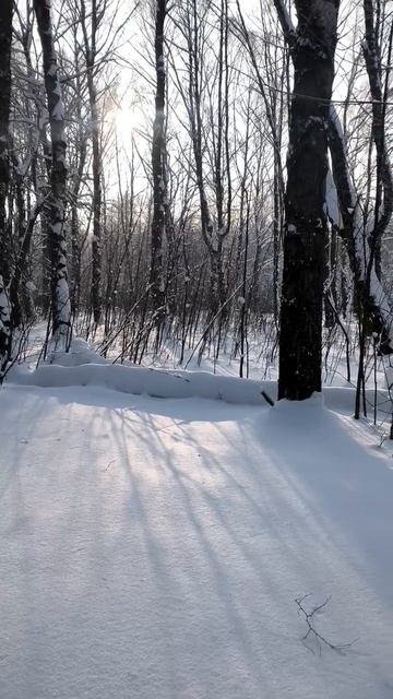 Зима в парке. 2026 г. 07