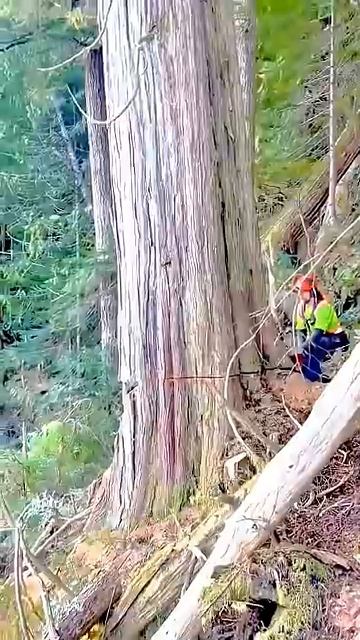A Day Of Felling Giant Dead Trees .