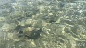 Подводные обитатели Красного моря