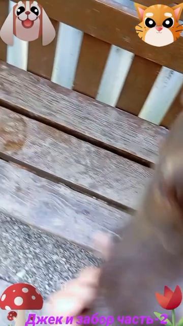 Джек и забор-2🐶🐱😅